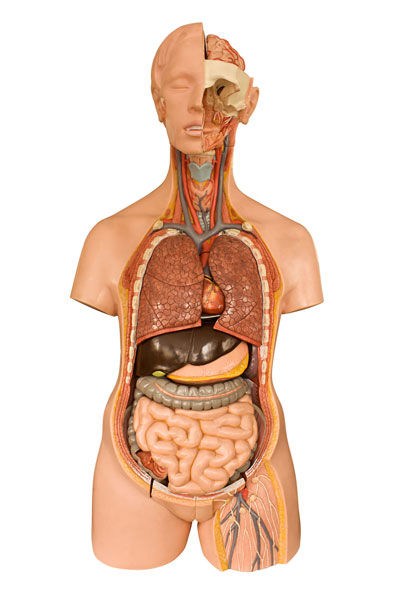 Anatomy Models