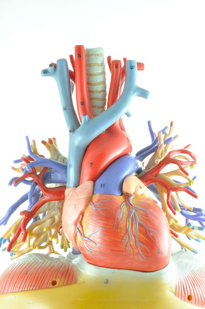Human Anatomy