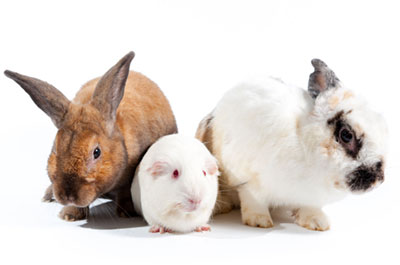 Lab Animals